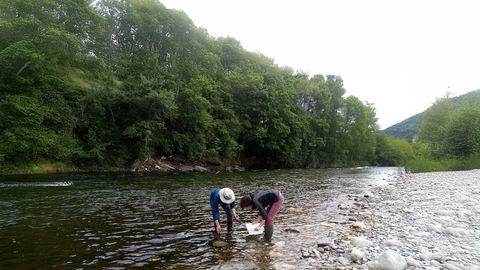 Identifier au genre les invertébrés aquatiques 