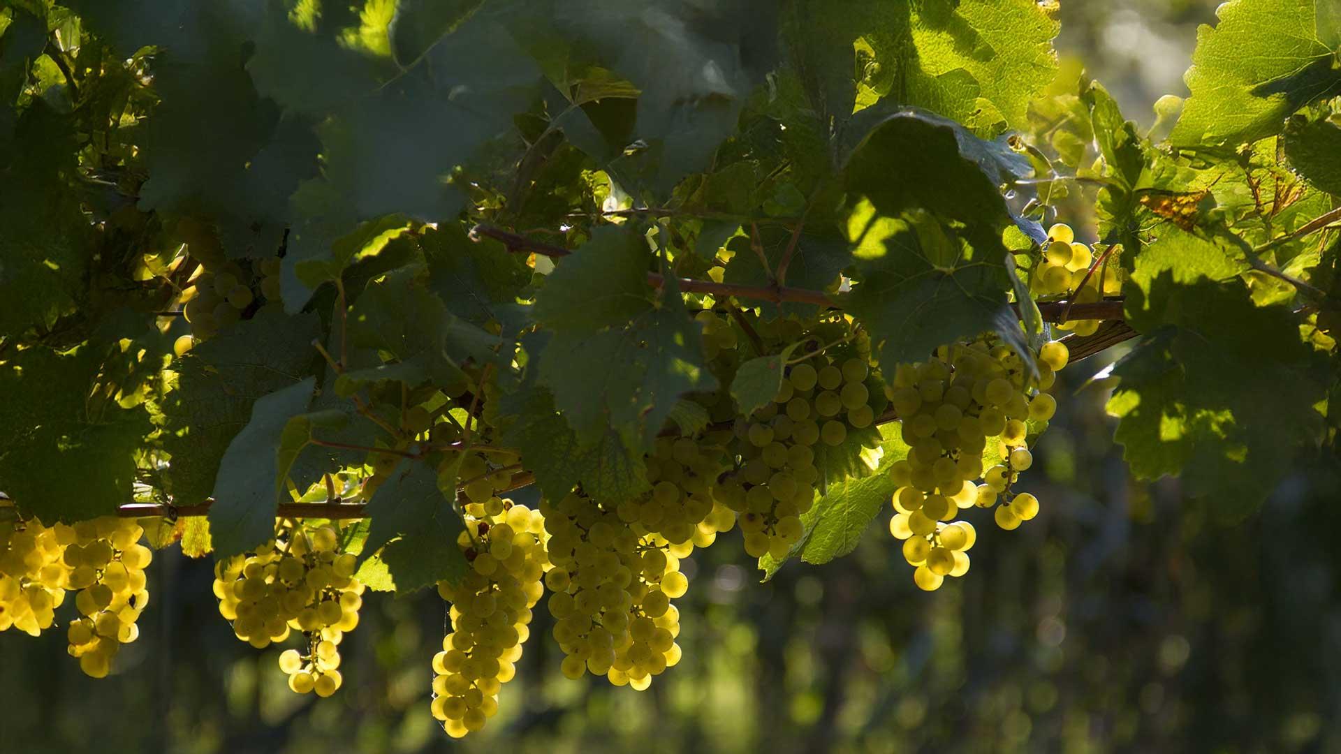 Écologie et Physiologie de la Vigne