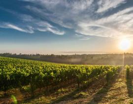 Vignoble Français