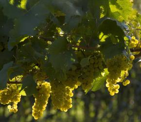 Écologie et Physiologie de la Vigne